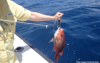 Federal red snapper season underway The red snapper fishing season in federal waters off the Texas coast is now open to private anglers.
