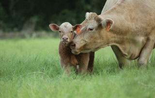 July cattle herd down 3%, cattle on feed down 2% There were 95.9 million head of cattle and calves in the U.S. as of July 1, according to USDA’s latest cattle report.