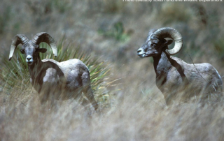 Controlling aoudad to save desert bighorn sheep To protect Texas’ native bighorn sheep population, the Texas Parks and Wildlife Department and the Borderlands Research Institute at Sul Ross State University are studying methods to control the growing aoudad population.