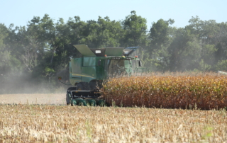 Prinz harvests a golden year Corn harvest is underway in the Lone Star State, and after last year’s devastating drought, Mark Prinz is optimistic about this year’s corn yields.