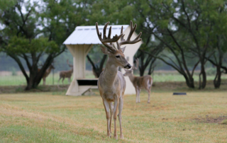New CWD case, TPWD launches CWD awareness campaign A white-tailed deer in Brooks County has tested positive for Chronic Wasting Disease (CWD). The Texas Parks and Wildlife Department (TPWD) has launched a CWD public awareness campaign.