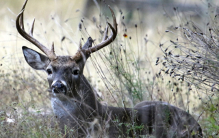 Hunting opportunities on public, private lands To give hunters in Texas an opportunity to hunt white-tailed deer, mule deer, dove, quail, feral hogs and even exotics, the Texas Parks and Wildlife Department (TPWD) is now accepting entries for its Drawn Hunts.