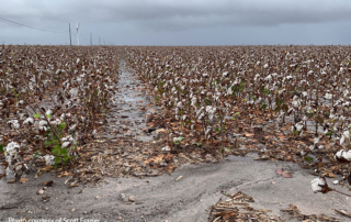 Tropical storm brings rain to South Texas cotton farmers This summer farmers and ranchers saw dry and triple-digit weather conditions, feeling like the drought will not give. But Tropical Storm Harold is bringing rain to South Texas.