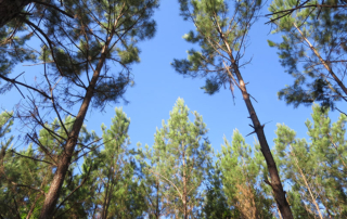 New products, markets add value for Texas timber Texas timber has experienced fluctuations in supply and demand and other market forces, but new opportunities are enhancing the value of trees.