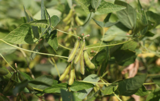 Soy checkoff, nutritionists enhance value of U.S. soybeans Collaboration between the soy checkoff and animal nutritionists brings additional value opportunities for U.S. soybeans, benefitting both animal agriculture and farmers.