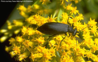 Blister beetles in hay pose risk to horses, livestock Farmers and ranchers should be cautious of blisters beetles when cutting hay, the insect could post severe risk to horses and livestock.