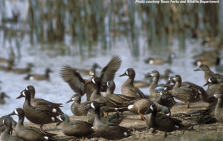 Drought may impact teal availability this season Teal hunting season in Texas opens Sept. 9, and TPWD is forecasting a good year for some hunters and a tough year for others.