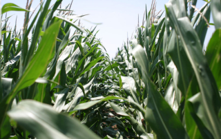 U.S. requests USMCA dispute panel against Mexico’s GM corn ban The U.S. is escalating its dispute with Mexico over the country’s ban on genetically modified white corn and its intent to eventually bar all biotech corn from food and animal feed.