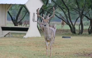 TPWD implements emergency CWD rules for deer breeders Citing an immediate danger to the state’s white-tailed and mule deer, the Texas Parks and Wildlife Department recently adopted a pair of emergency Chronic Wasting Disease rules for the movement of deer from breeding facilities.