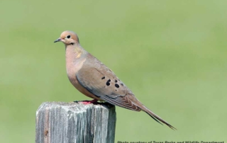 TPWD: Dove numbers up across most of Texas The Texas Parks and Wildlife Department is reporting an increase in both white-winged and mourning doves across much of the state.