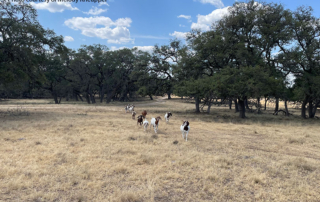 Hill country drought worsens but farmers, ranchers remain hopeful Drought conditions worsens in Hill Country for farmer and ranchers, but Cody and Melody Kneupper remain hopeful for August rains.