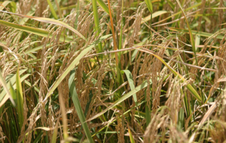 Texas rice conditions vary in quality, yields This year’s weather conditions have led to a varied outcome of yield and quality for Texas rice producers. Texas A&M AgriLife experts say the volatile global rice marker may help growers.