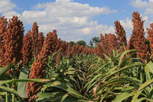 Ever wondered what role sorghum plays in your daily life? You can find out in our Texas Neighbors publication!