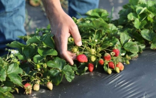 Texas receives $1.4 million in specialty crop grant funding USDA awarded over $1.4 million in Specialty Crop Block Grant Program funding to Texas. The funds allow TDA to fund projects that will open new market opportunities for Texas specialty crop growers.