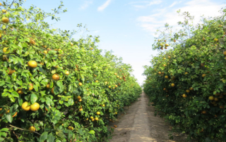 New technology could fight citrus greening disease AgriLife Research team developments new technology to fight off citrus greening through hairy root method and would benefit citrus farmers and consumers.