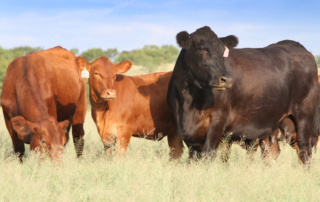 Beef checkoff to invest $38 million into beef programs The Cattlemen’s Beef Board will invest about $38 million into programs of beef promotion, research, consumer information, industry information, foreign marketing and producer communications during fiscal year 2024.