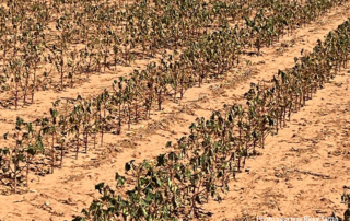 Texas cotton crop suffers through another hot, dry year Rain renewed hope for cotton farmers at the beginning of the year. But another summer of hot, dry conditions once again devastated the crop.