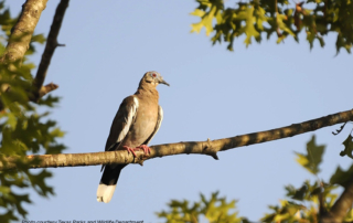 Safety information, tips for dove hunting in Texas There are a few steps hunters can take this dove season to reduce the likelihood of a hunter-related accident.