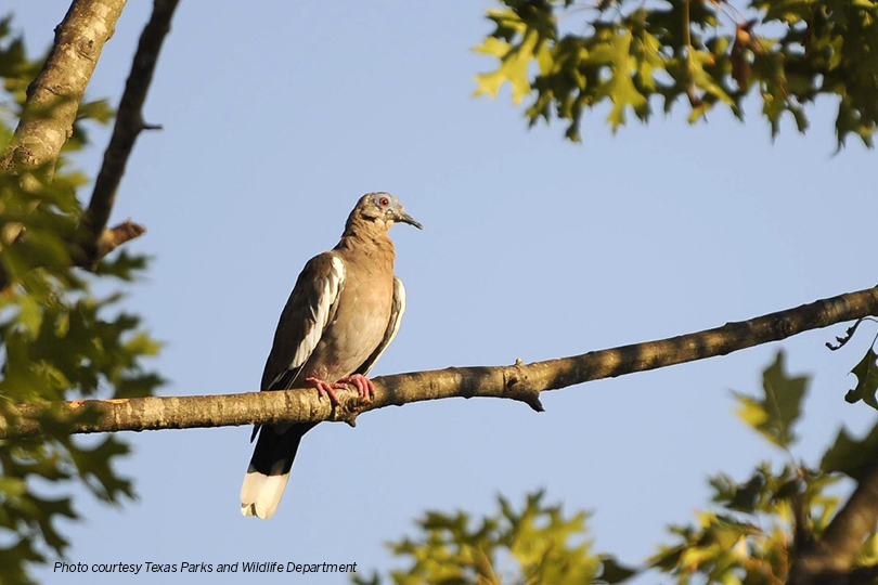 2022 Guide to Dove Hunting Essentials