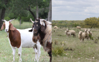 Silver lining for Texas sheep, goats despite summer heat For Texas sheep and goats, the hot and dry summer has been tough. But with the challenging weather conditions also come fewer parasites for the ruminants.