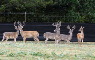 Chronic wasting disease, regulations impact Texas deer breeders Eleven years after the first case of chronic wasting disease (CWD) was first found in Texas, the fatal, neurological deer disease continues to take a toll on hunters, landowners and the deer breeding industry.