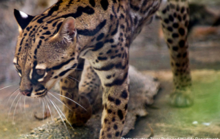 Public comment ends Oct. 16 for ocelot reintroduction plan The public can weigh in on a proposal that would reintroduce endangered ocelots to areas of the Rio Grande Valley while protecting landowners in the area.