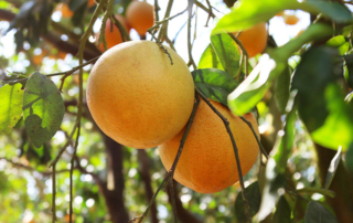 Texas citrus recovering from major freeze in 2021 Texas citrus growers experienced large production losses during Winter Storm Uri in 2021, but the groves have rebounded and appear to be back on track.