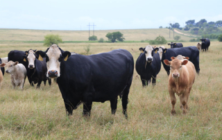 New weaned calf risk management tool now available USDA launched a new risk management policy for beef cow-calf producers to insure revenue from their spring calving operations. The Weaned Calf Risk Protection will be available for the 2024 crop year.