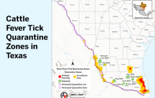 Hunters vital to protecting Texas cattle herd from fever ticks TAHC is reminding hunters in the Rio Grande Valley to have any deer or exotics they harvest in a cattle fever tick quarantine area tested before leaving the zone.