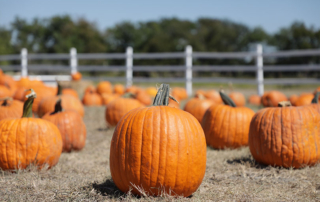 Heat, drought impacts Texas pumpkin yields Texas pumpkin yields are well below average due to excessive heat and drought experienced this summer.