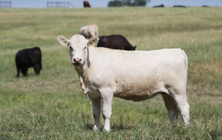USDA to continue cattle contracts library pilot program USDA will continue the Cattle Contracts Library Pilot Program in its present form while gathering additional information on the effectiveness of the pilot.