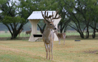 CWD detected in Kimble County, emergency rule adopted In response to a positive detection of CWD in a deer breeding facility, TPWD adopted an emergency rule implementing a new surveillance zone in Kimble County.