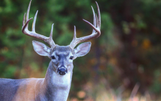 Good season forecast for white-tailed deer hunting Despite a hot and dry summer that led to drought conditions, a good white-tailed deer hunting season is forecast for Texas.