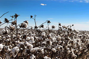 Learn all about cotton, which is the top crop in Texas agriculture in terms of cash receipts for farmers every year.