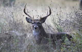 TPWD proposes two, potentially three, new CWD zones Due to new detections of Chronic Wasting Disease, the Texas Parks and Wildlife Department is considering CWD surveillance zones in Medina and Kimble counties, and potentially in Cherokee County.