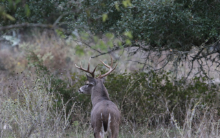 Proposed deer carcass disposal rule tabled After hearing from the public, the Texas Parks and Wildlife Commission has opted to table several proposed CWD-related regulations while moving forward with others.
