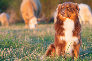 Farm dogs, despite the breed, have a strong work ethic. They protect their people, and they make 'paw'some friends.