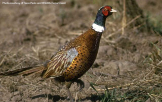 Drought, other factors limit pheasant production Pheasant hunting season opens Saturday, and Texas Parks and Wildlife Department is forecasting a below-average season for hunters.
