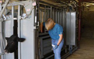 Texas A&M AgriLife Research develops veterinarian recruitment toolbox Texas A&M AgriLife Research seeks to fill gaps in communities throughout the state. Many rural areas have been and continue to see a lack of veterinarians and services.