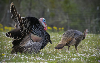 Potential turkey hunting regulation changes The Texas Parks and Wildlife Department is weighing potential changes to turkey hunting regulations, including closing hunting in some counties to allow restocking efforts.