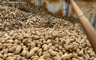 Texas peanut production up despite extreme drought Two years of consecutive drought continued to impact planted peanut acres, making it another tough year for Texas peanut growers.