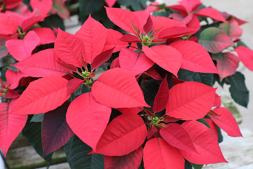 Texas family cultivates Christmas cheer by growing poinsettias Poinsettias are rooted in the Jones family legacy, and they’re a staple of the Christmas season for their customers.