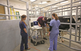 TFB scholarship available for veterinary students Texas Farm Bureau’s Rural Veterinary Scholarship is available to veterinary students seeking further experiences and education with food animal species.