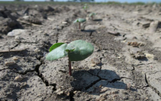 Study examines economic impacts in LRGV due to water shortages A new study by Texas A&M AgriLife Extension and Texas A&M University’s Center for North American Studies (CNAS) projects big losses for Lower Rio Grande Valley (LRGV) Agriculture due to water shortages.
