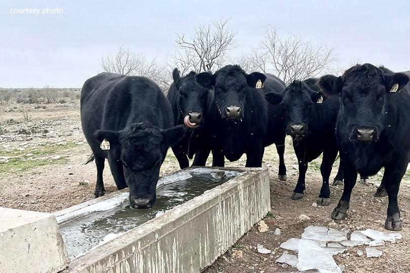 Arctic blast brings freezing temperatures to Texas ranchers Below-freezing temperatures have hit parts of Texas this week, but farmers and ranchers are hard at work caring for livestock through the arctic blast.