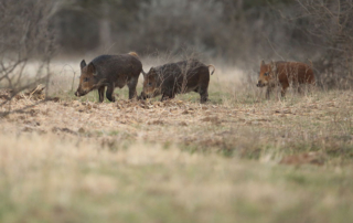 Toxicant available to help farmers, ranchers control feral hogs Kaput Feral Hog Bait, produced by Scimetrics Laboratory, was registered for use by licensed pesticide applicators in Texas on Feb. 1.