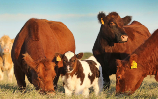USDA to host workshops on livestock risk management products USDA is hosting more than a dozen in-person and virtual workshops for ranchers to learn about new and expanded livestock risk management products.