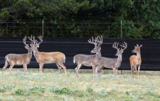 Newer testing and genomic predictions could be key in curbing the spread of chronic wasting disease in both captive and wild deer populations.