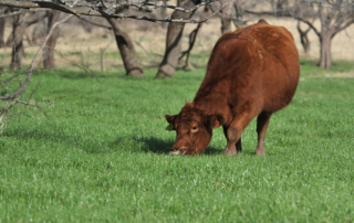 Winter pasture, rangeland conditions vary across Texas Rangeland and pastures across Texas have a fairly good outlook this spring, but many areas could use moisture as El Niño weather patterns kick in.