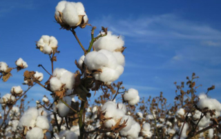 U.S., Texas cotton farmers intend to plant fewer acres Uncertainty remains around the current economy for many, including cotton farmers. And the slow economic growth is not helping the cotton market.